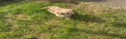Cavapoo dogs for sale: Absolutely gorgeous Cavapoo puppies  in Umberleigh - Advert 2