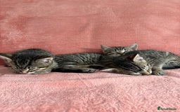 Domestic Shorthair cats for sale: 2 male 1 female Tabby domestic cats - Image 5
