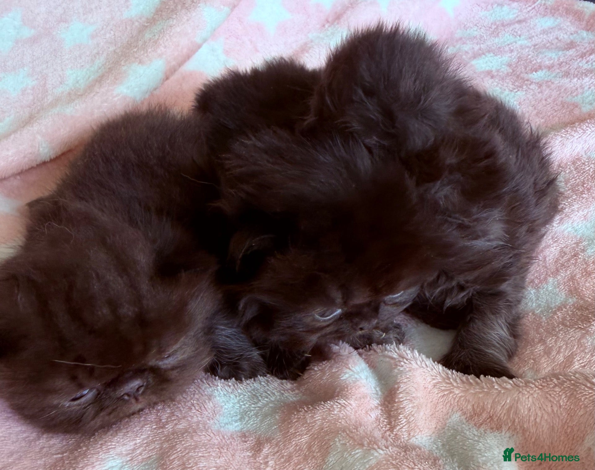 Exotic cats Litter of Chocolate & Black Exotics For Sale - Advert 1