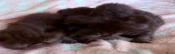 Exotic cats for sale: Litter of Chocolate & Black Exotics For Sale - Advert 1