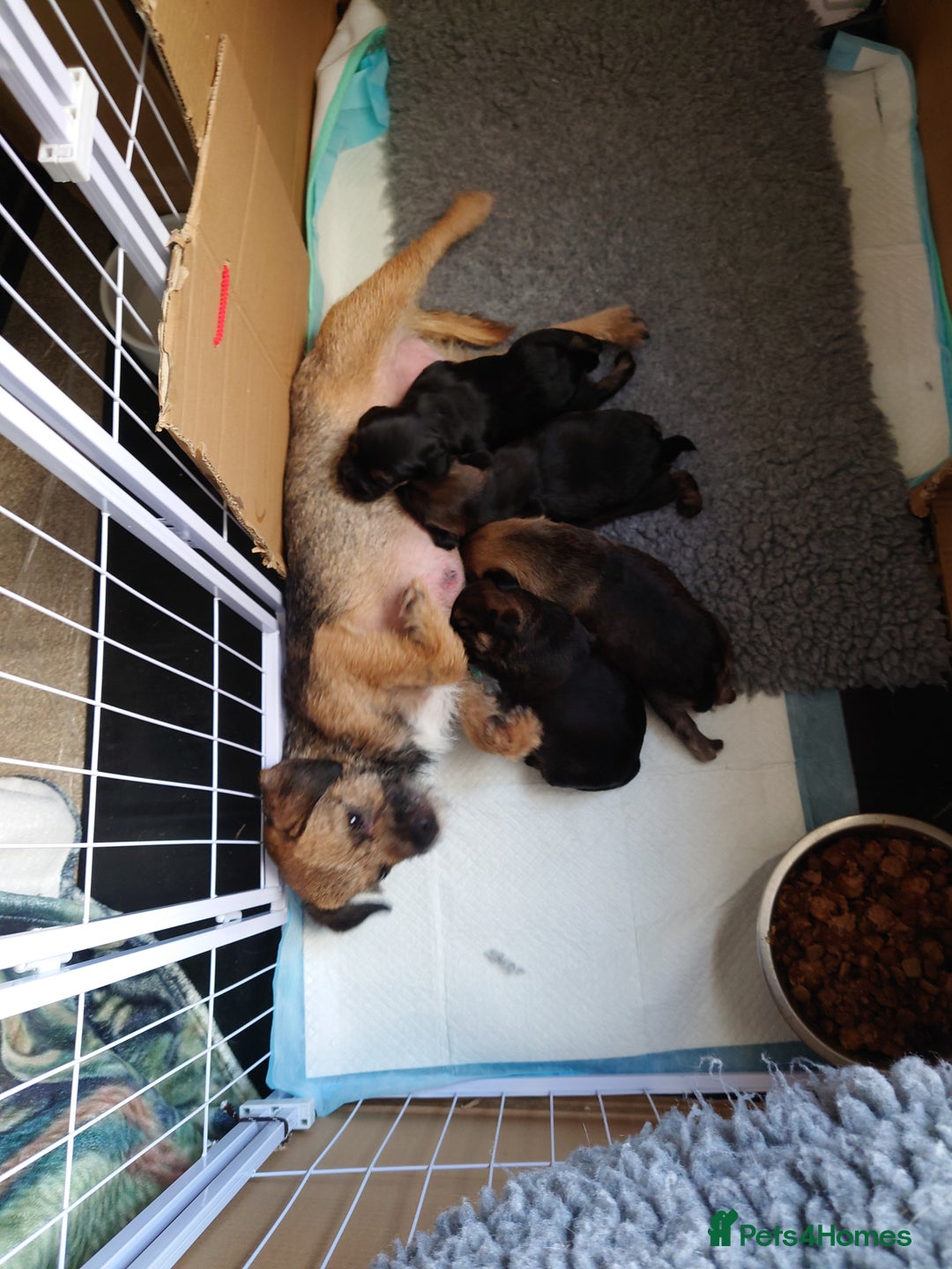 Border Terrier dogs for sale: KC Reg Border Terrier pups - Advert 3