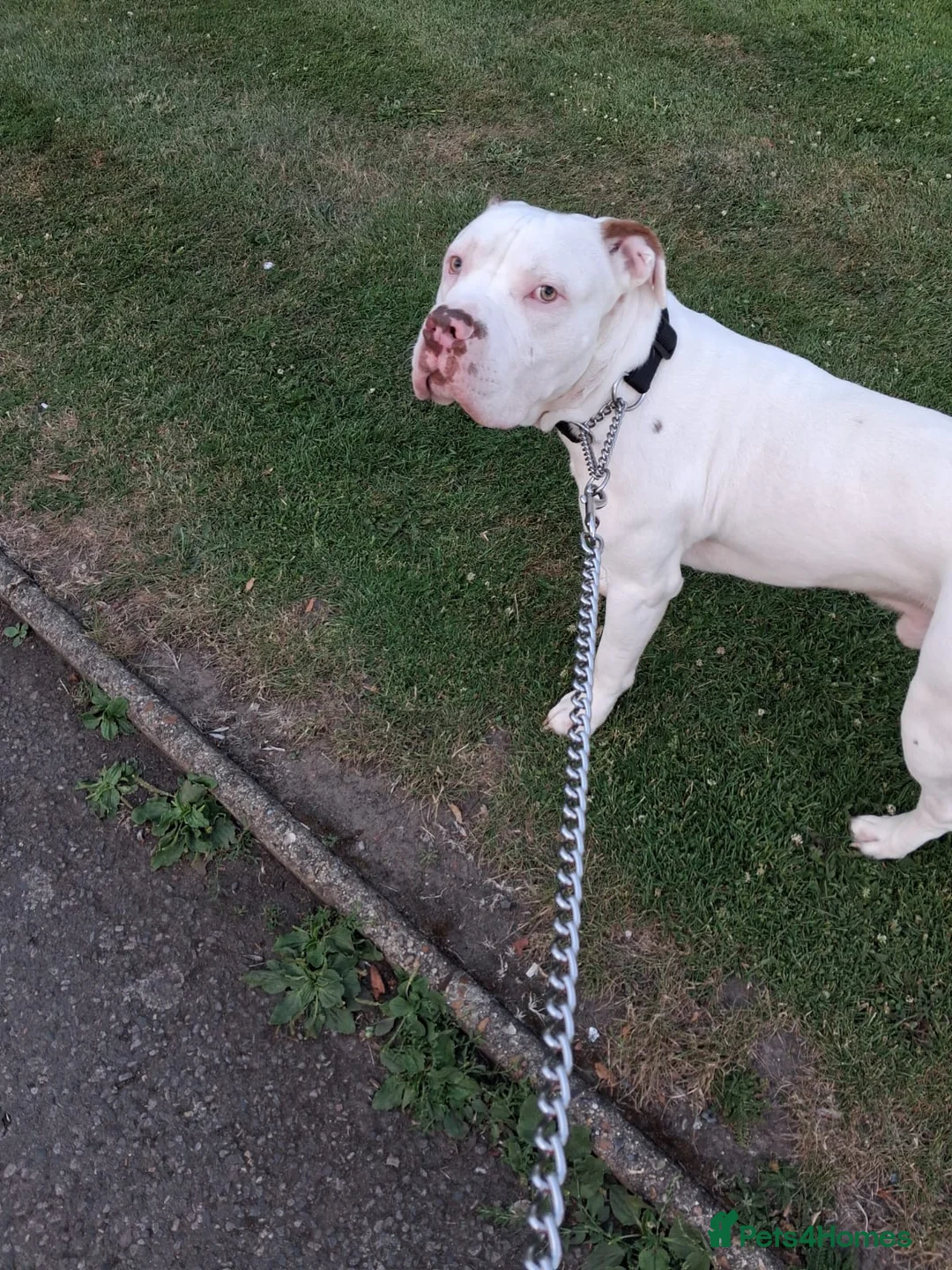 Mixed Breed dogs for sale: 1 year old male in London - Advert 2