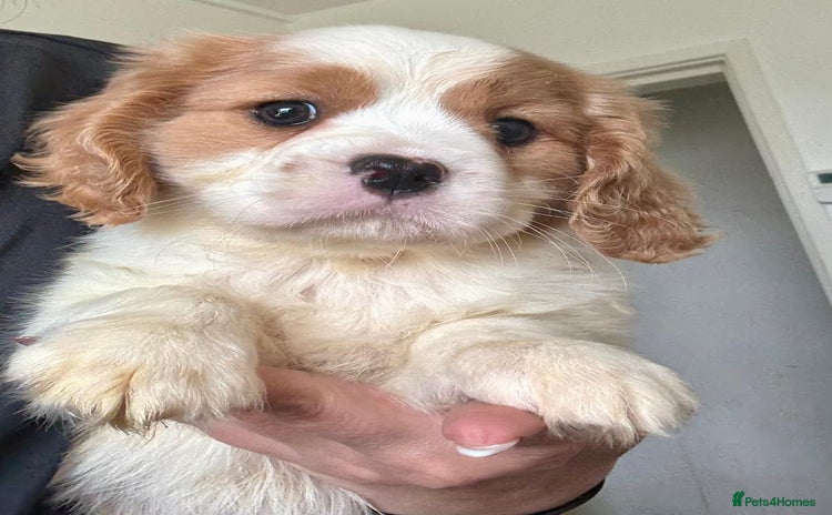 Cavalier King Charles Spaniel dogs - Advert 3