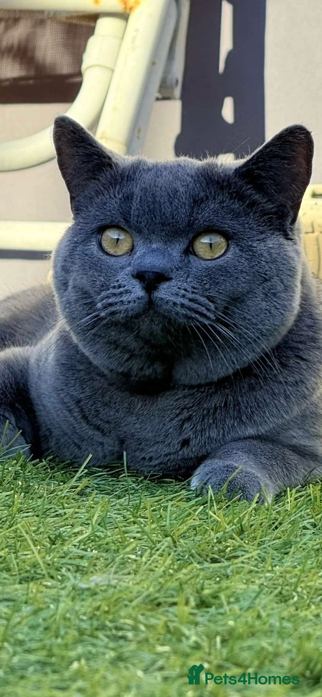 British Shorthair cats for sale: British short hair male - Advert 1