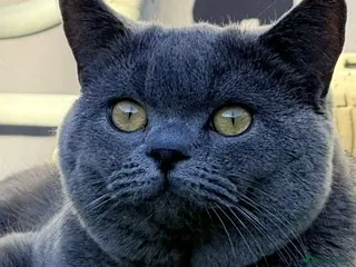 British Shorthair cats British short hair male - Advert 2