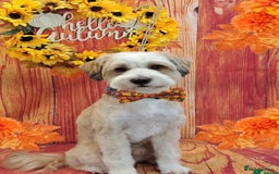 Tibetan Terrier dogs for sale: KC Tibetan Terrier Puppies For Sale😀 - Image 18