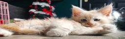 Maine Coon cats for sale: 6 Maine Coon kittens for sale  - Advert 11