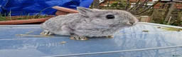 Netherland Dwarf rabbits for sale: Cute little Netherland Dwarf babies-4 boys 2 girls - Advert 11