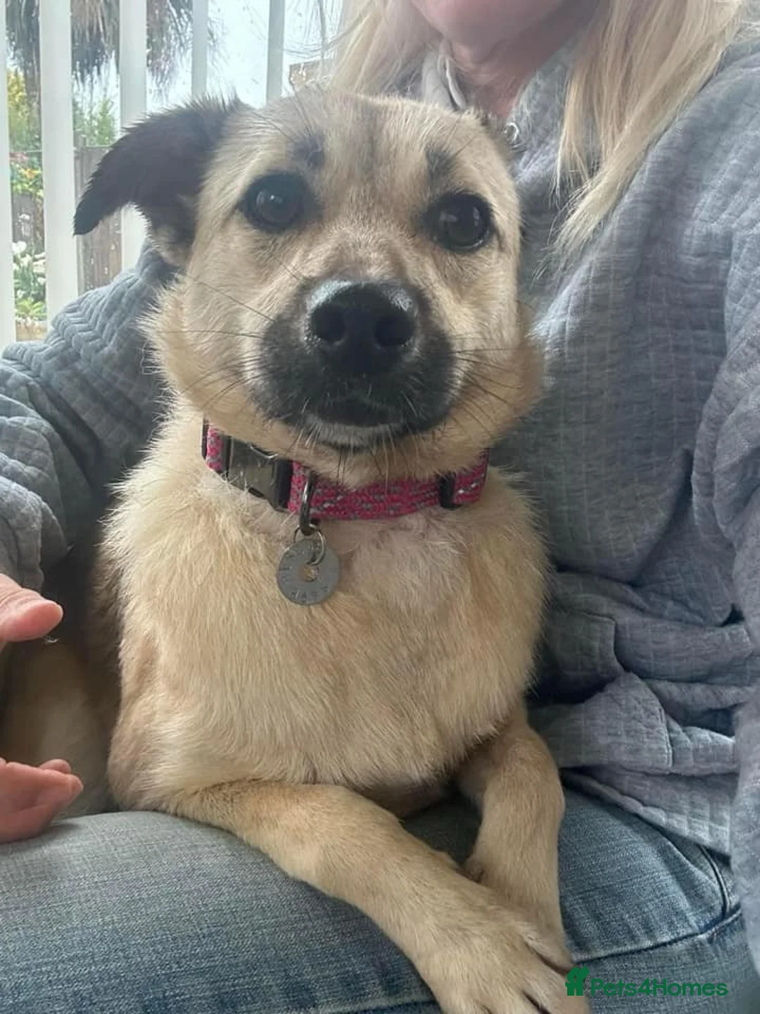 Mixed Breed dogs for adoption: Barbie - Norwich Norfolk  in Norwich - Advert 7