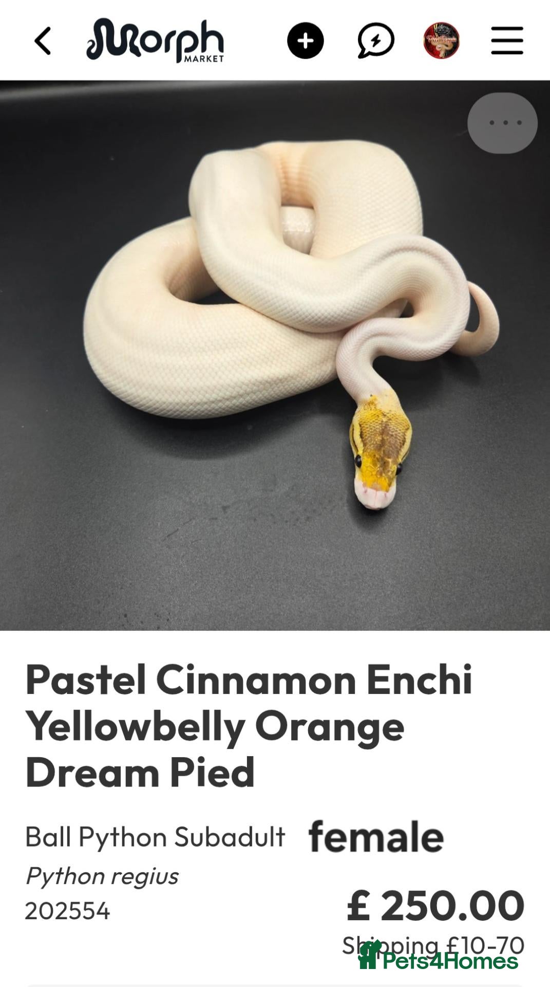 Python Snake reptiles  Various ball pythons  - Advert 18