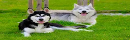 Utonagan dogs for sale: READY TO LEAVE. 3 stunning husky/malamute puppies - Advert 16