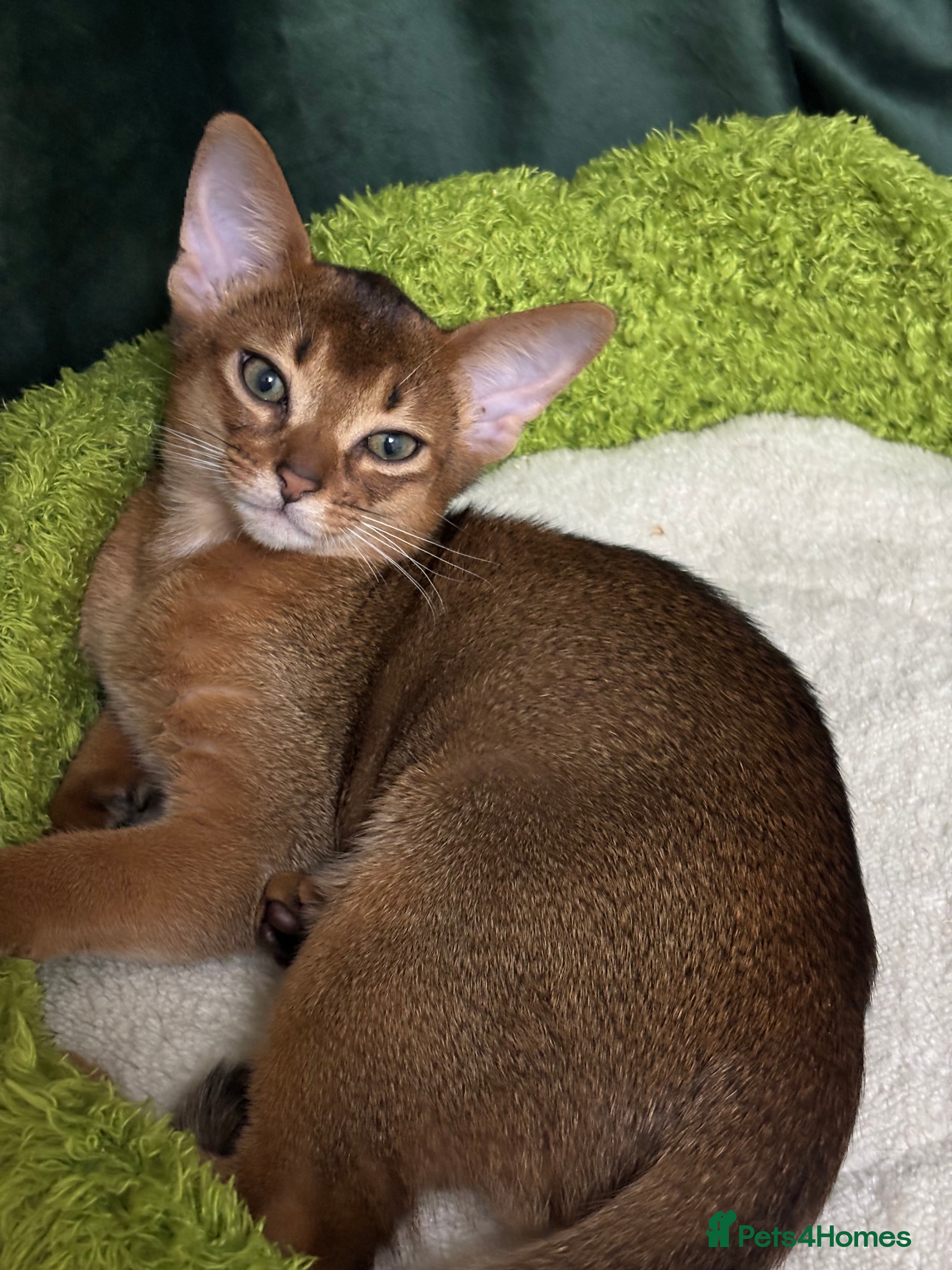 Abyssinian cats Female (last one) - Advert 18
