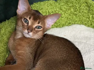 Abyssinian cats Female (last one) - Advert 18