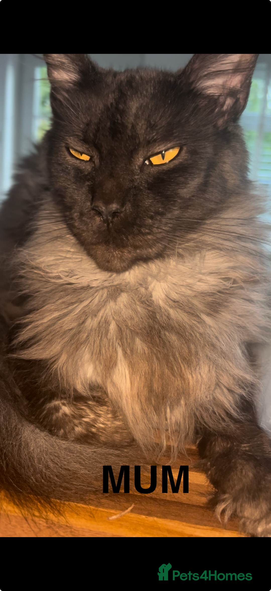 Maine Coon cats for sale: XXL CHAMPION RUSSIAN LINE.MAINE COON KITTENS - Advert 41