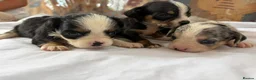 Mixed Breed dogs for sale: Pups for sale  in Wolverhampton - Advert 2