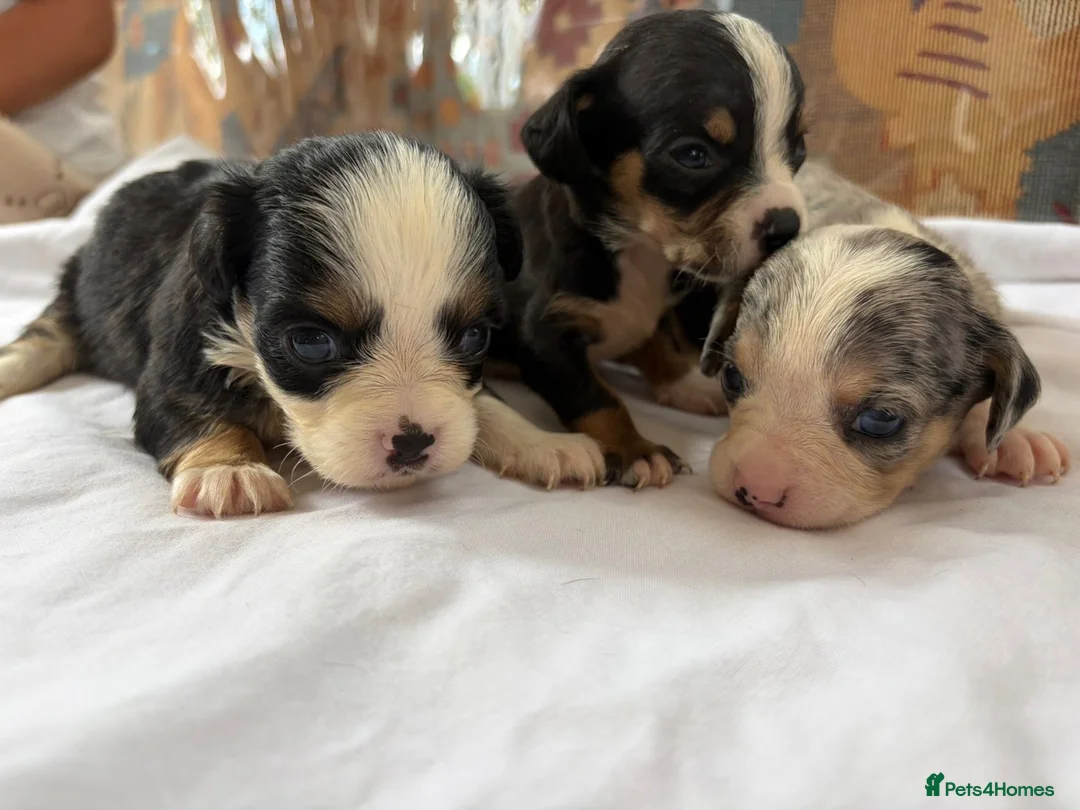 Mixed Breed dogs for sale: Pups for sale  in Wolverhampton - Advert 2