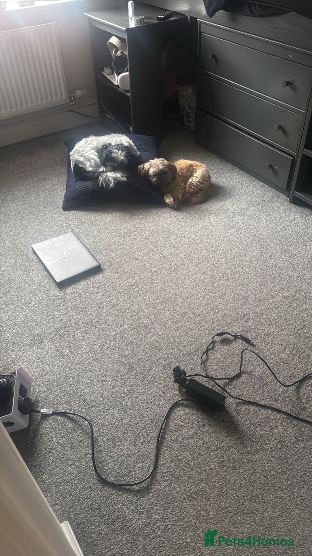 Mixed Breed dogs Shih tzu puppies - Advert 1
