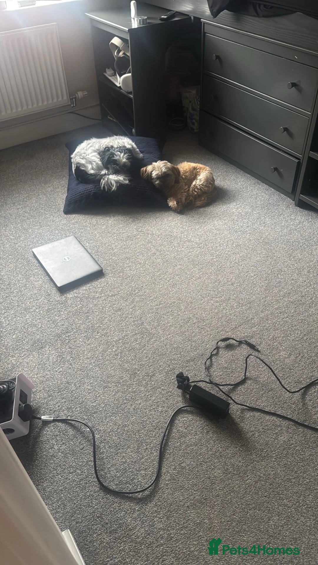 Mixed Breed dogs for sale: Shih tzu puppies - Advert 1