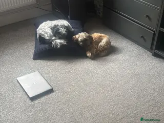 Mixed Breed dogs Shih tzu puppies - Advert 1