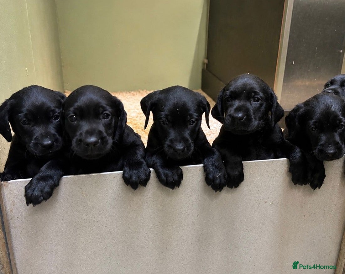 Labrador Retriever dogs GORGEOUS BLACK LABRADOR LITTER,FULLYTESTED PARENTS - Advert 12