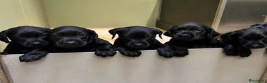 Labrador Retriever Puppy 6