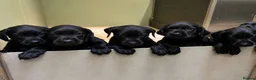 Labrador Retriever dogs for sale: GORGEOUS BLACK LABRADOR LITTER,FULLYTESTED PARENTS - Advert 2