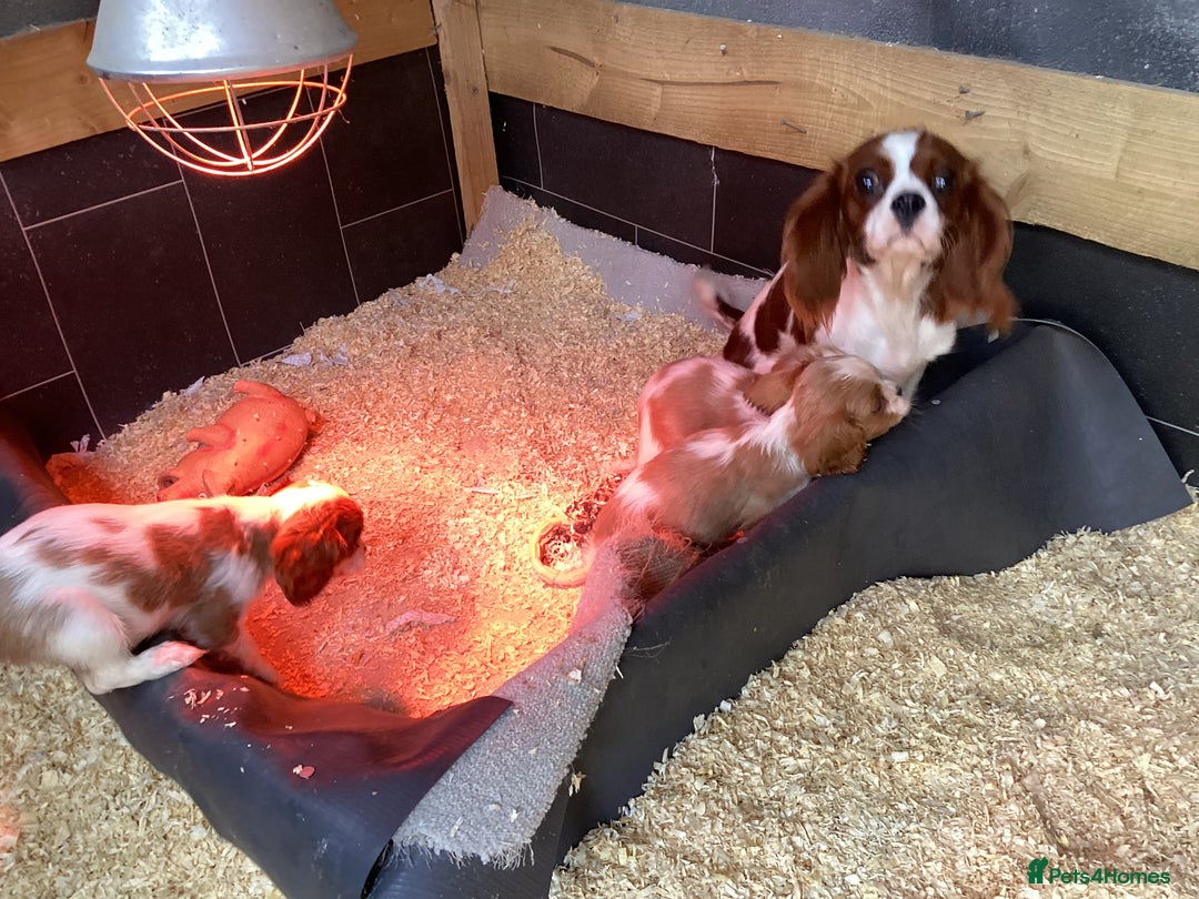 Cavalier King Charles Spaniel dogs for sale: King Charles cavalier spaniel - Image 3