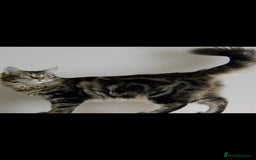 Maine Coon cats for sale: Maine coon x kittens for sale - Image 6