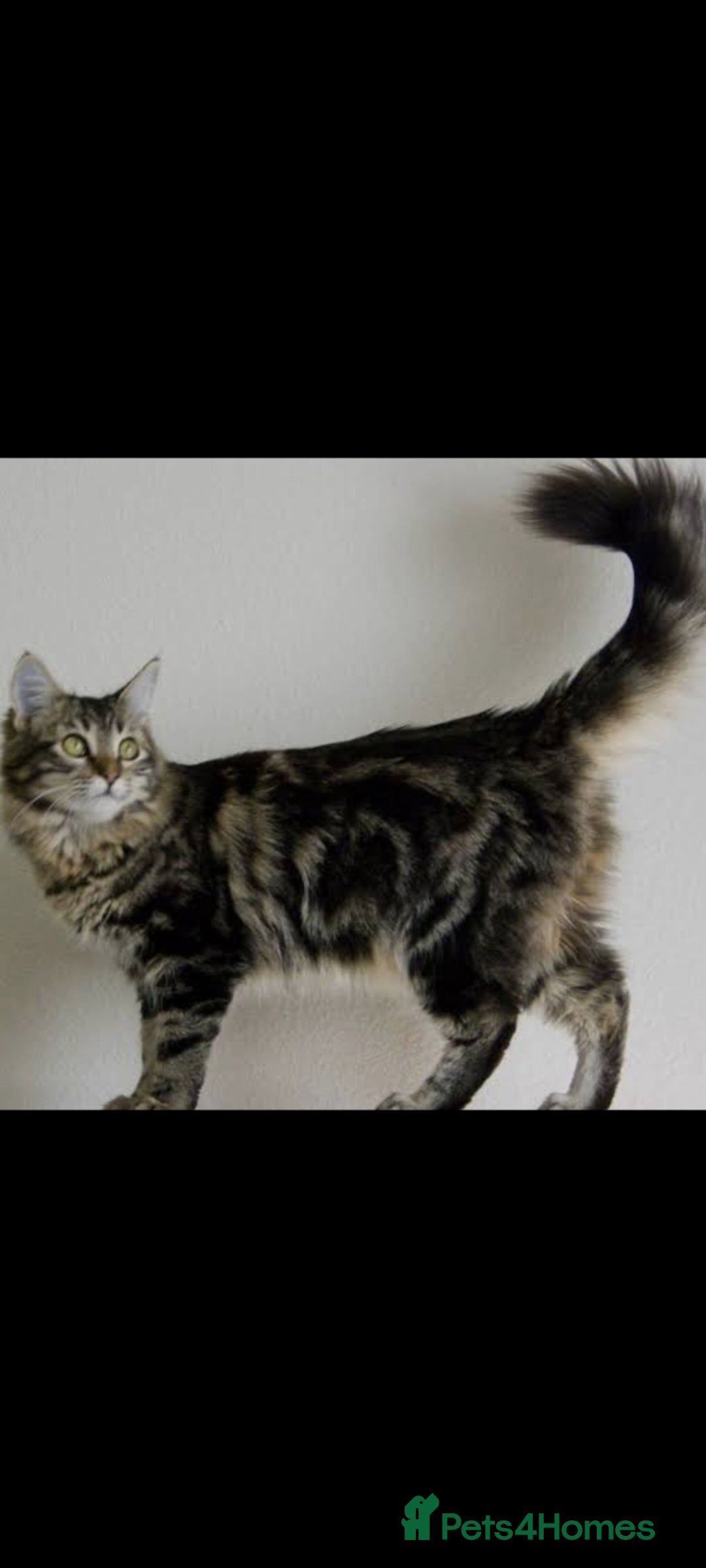 Maine Coon cats for sale: Maine coon x kittens for sale - Image 6