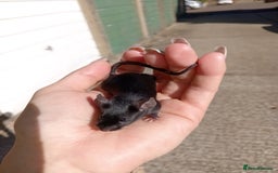 Mouse rodents for sale: Male fancy mice for sale  - Image 9