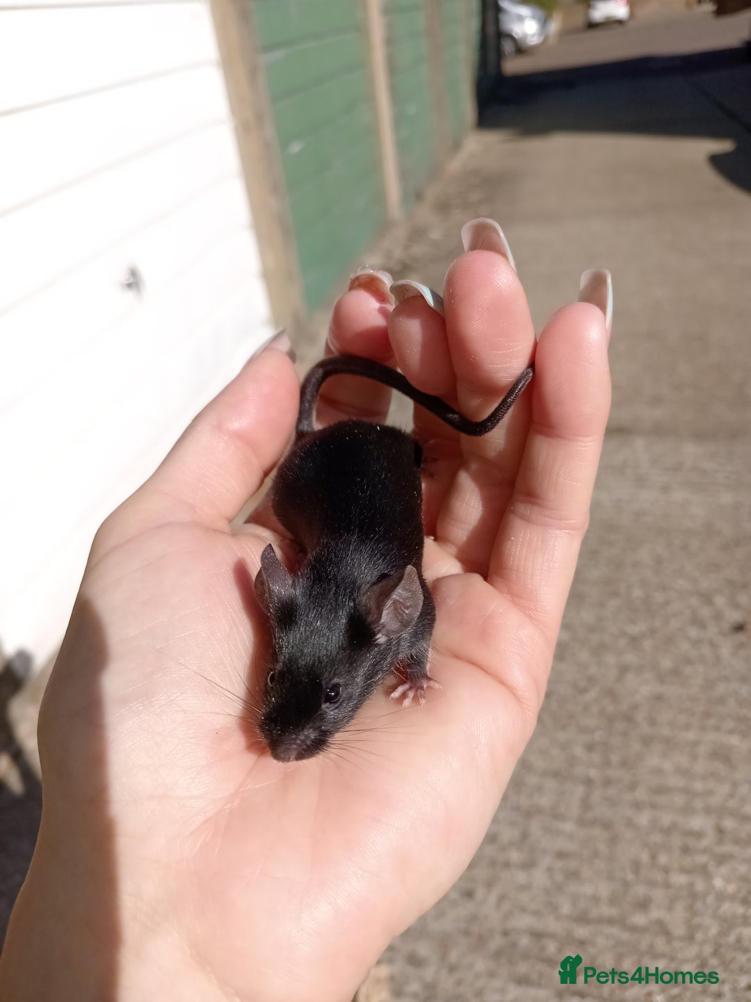 Mouse rodents for sale: Male fancy mice for sale  - Image 9