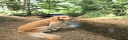 Golden Retriever dogs for stud: KC Registered Golden Retriever Stud Dog DNA Tested - Advert 4