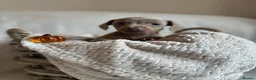 Miniature Dachshund dogs for sale: 🤍exceptional KC PRA clear🤍 - Advert 16
