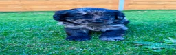Labradoodle dogs for sale: F1 Labradoodle Merle Babies 🐾🐾🐾 - Advert 21