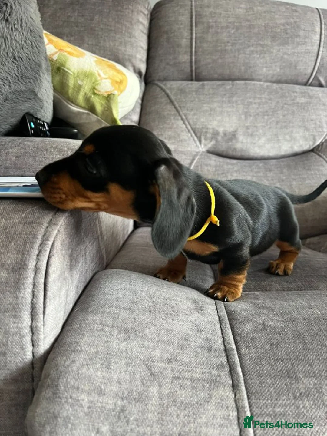 Miniature Dachshund dogs for sale: Miniature Dachshund Puppies - Advert 5
