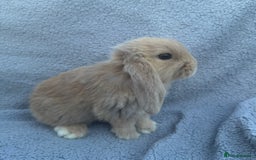 Mini Lop rabbits for sale: Purebred mini lops - Image 11