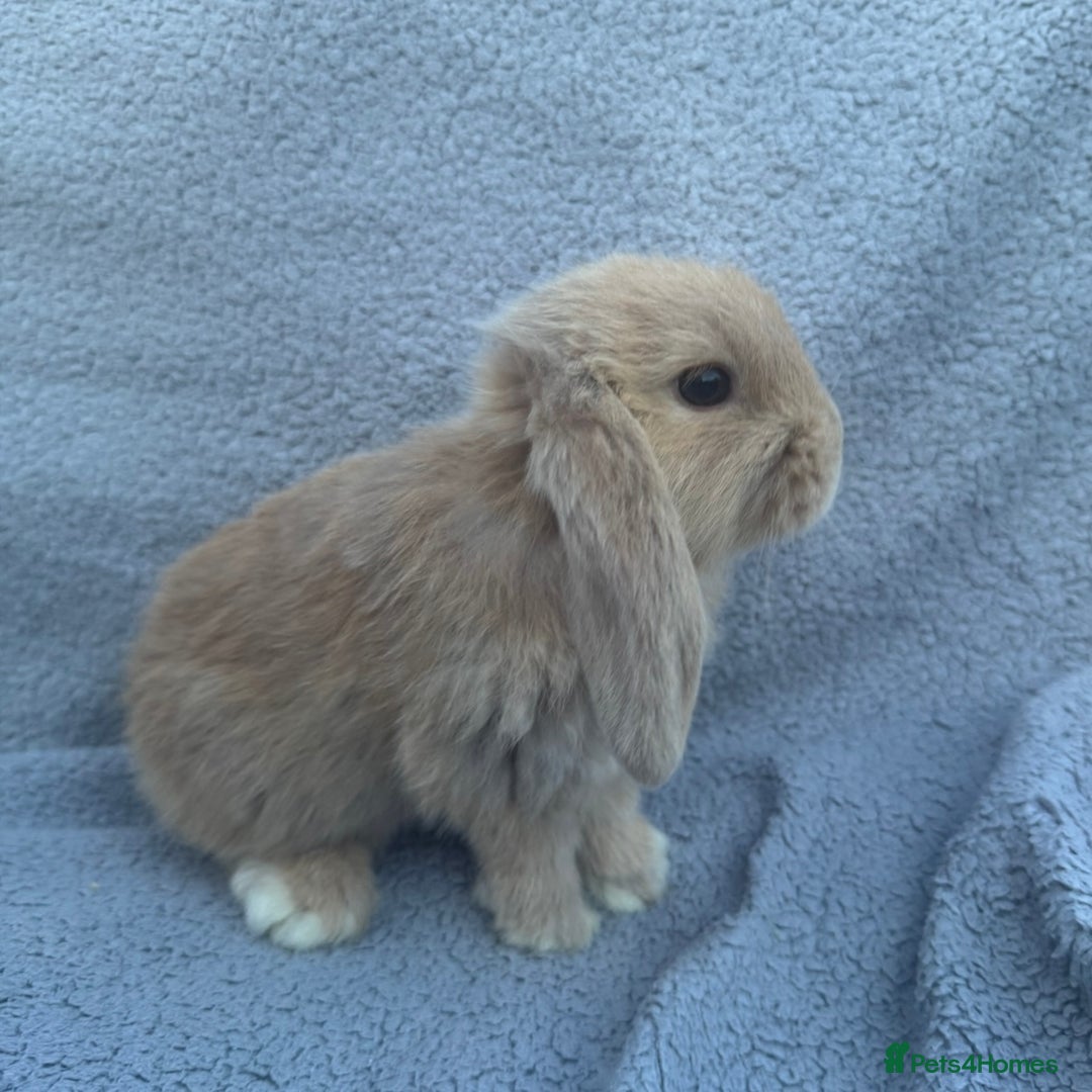 Mini Lop rabbits for sale: Purebred mini lops - Image 11