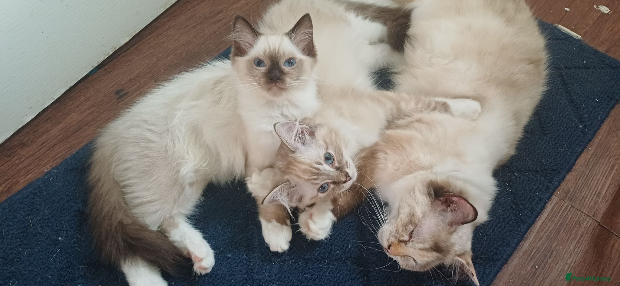 Ragdoll cats Ragdoll Kittens Just 2 Left Ready now - Advert 5