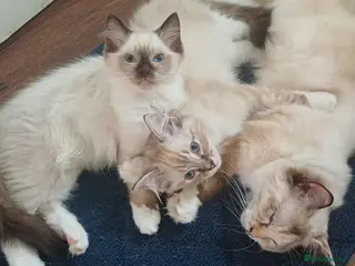 Ragdoll cats Ragdoll Kittens Just 2 Left Ready now - Advert 5