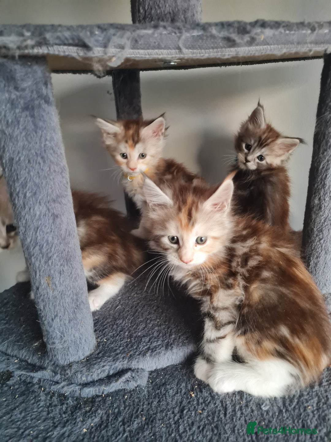 Maine Coon cats for sale: Stunning pedigree Mainecoon Kittens  - Image 8