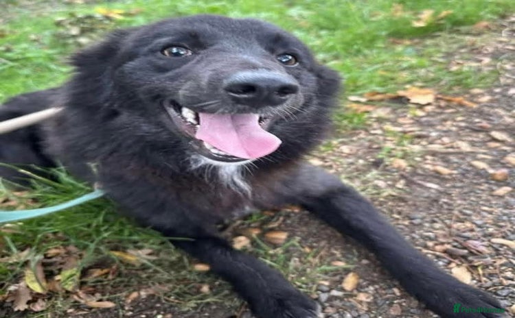 Mixed Breed dogs - Advert 1