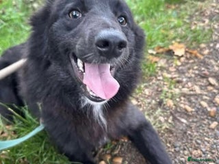 Mixed Breed dogs - Advert 21