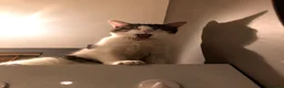 Domestic Shorthair cats for sale: Maisie the cat - Advert 1