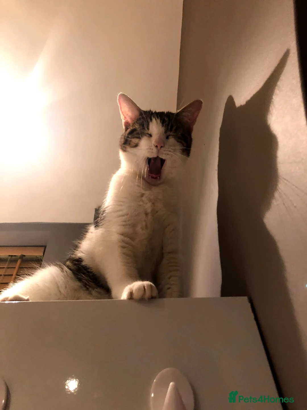 Domestic Shorthair cats for sale: Maisie the cat - Advert 1