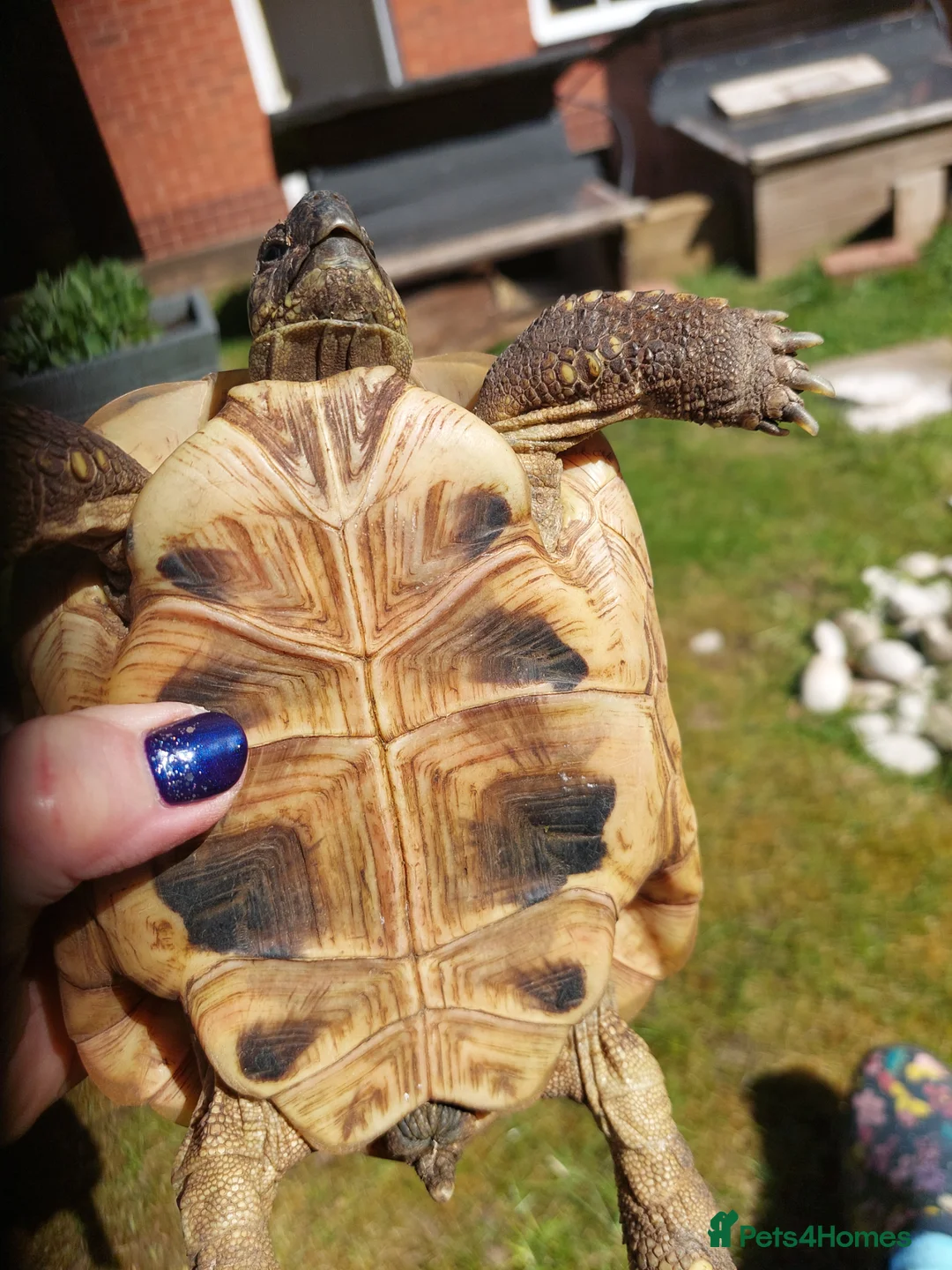 Hermann Tortoise reptiles for sale: Hermann tortoise - Advert 4