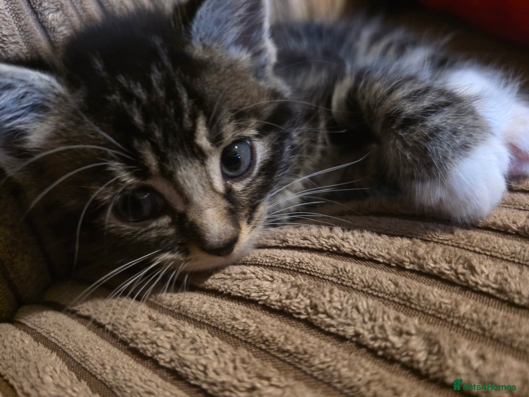 Maine Coon cats for sale: Mainecoon Mix Kittens for Sale  - Image 13