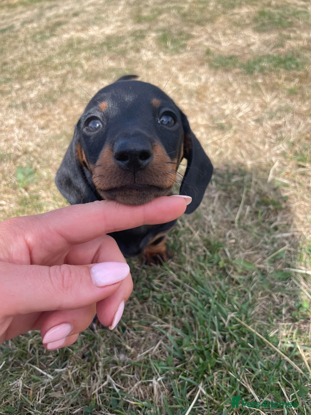 Miniature Dachshund dogs for sale: One Beautiful Black and Tan boy left  - Advert 1