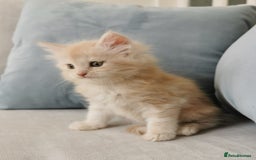 Maine Coon cats for sale: Big Chunky Maine Coon Kittens - Image 16
