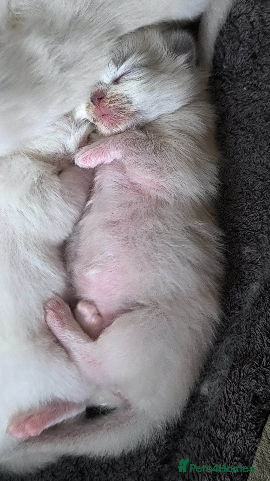 Ragdoll cats for sale: Beautiful ragdolls are looking for a forever home  - Advert 4