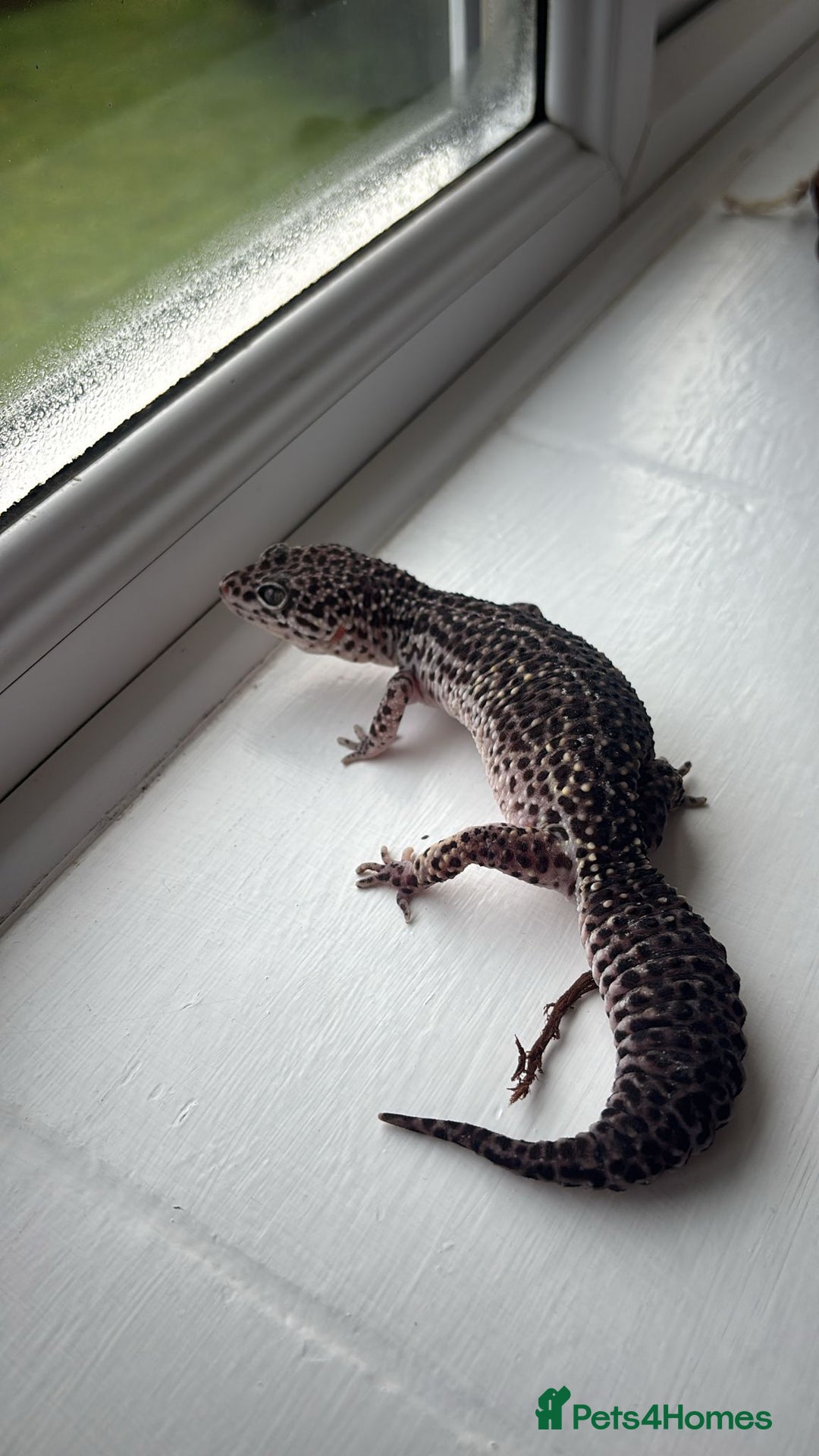 Gecko reptiles for sale: Female gecko for sale  - Image 4